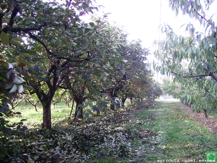 piante di caco appena raccolte